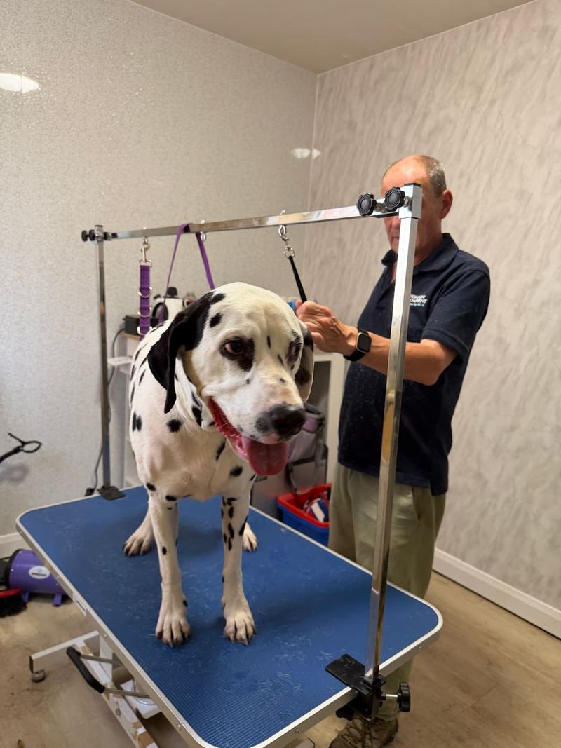 Dalmatian after a full groom at Keith's K9 Care, Hall Green WF4
