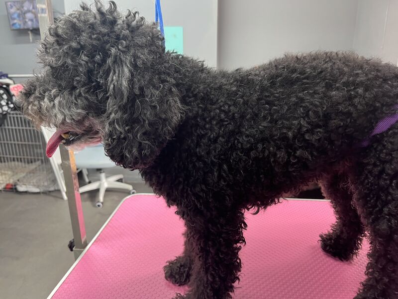 Black miniature poodle after a full groom at Keith's K9 Care, Hall Green WF4