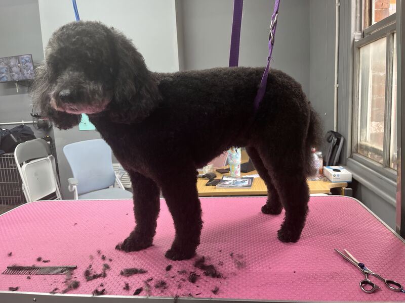De-matting & Coat Recovery at Keith's K9 Care, Hall Green WF4