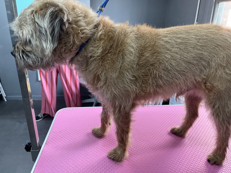 Hand Stripping at Keith's K9 Care, Hall Green WF4