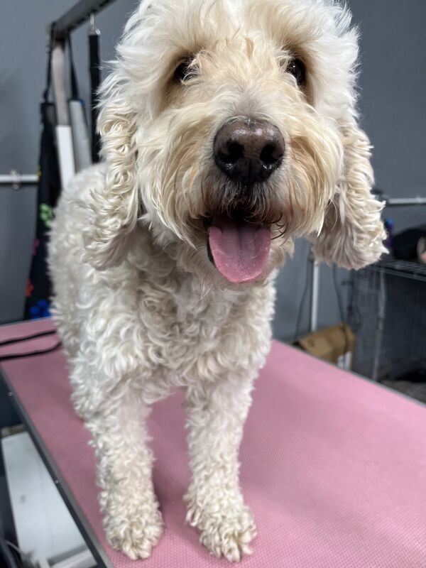 Bright-coated cockapoo after a full groom at Keith's K9 Care