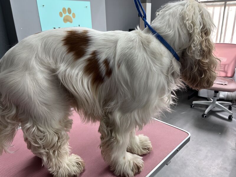 Cocker spaniel after a hand-stripped groom