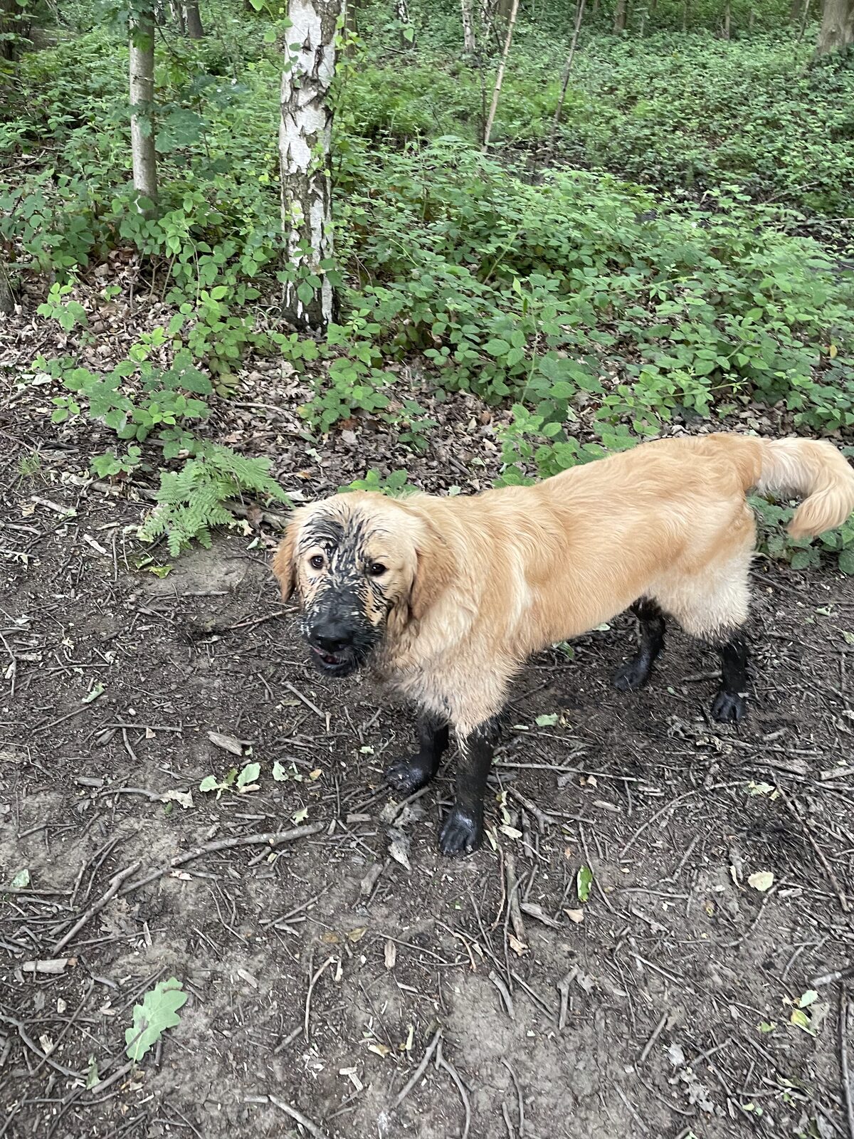 Golden retriever puppy near Newmillerdam Country Park — Keith's K9 Care, Hall Green WF4