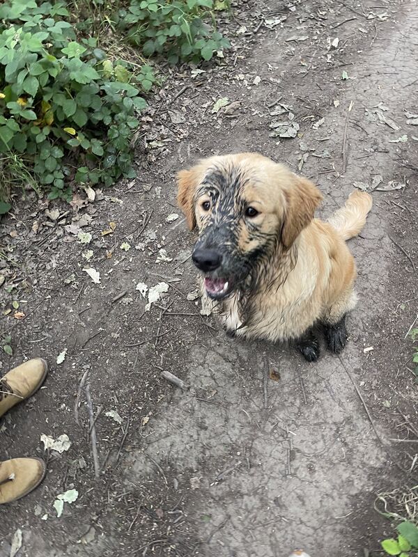 Puppy First Groom at Keith's K9 Care, Hall Green WF4