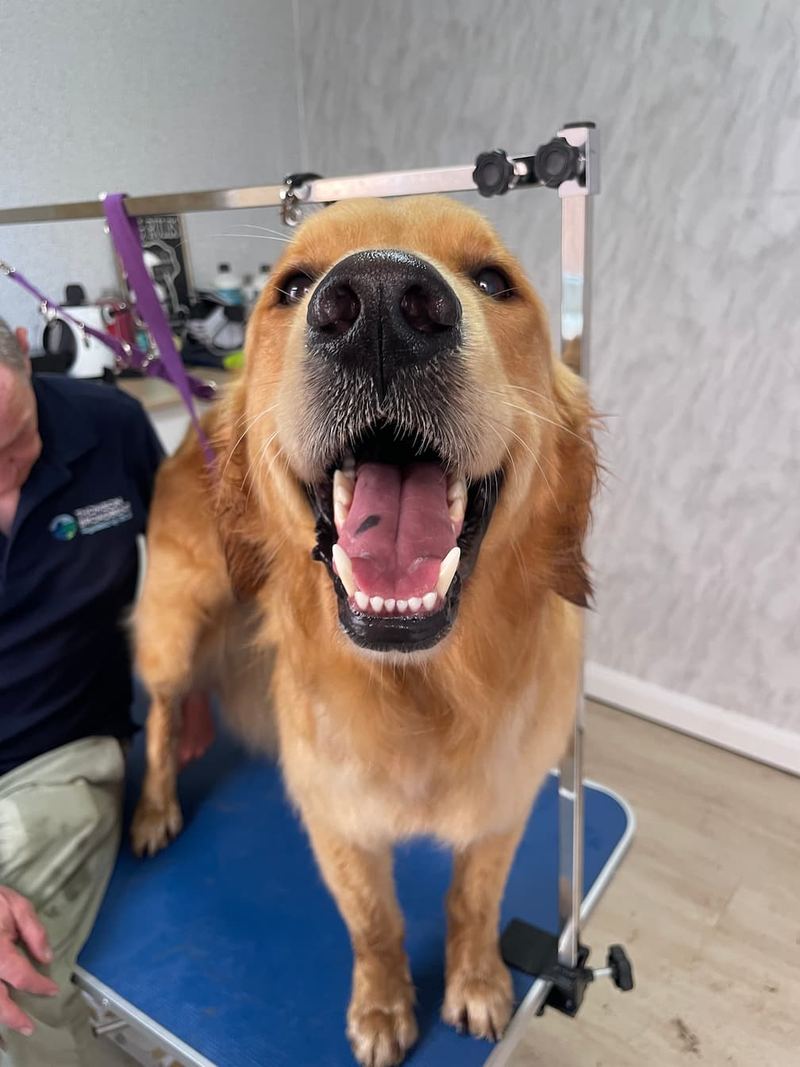 Happy golden retriever after a full groom at Keith's K9 Care